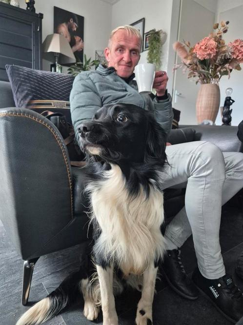Borde collie/ friese stabei kruising. Kleur zwart/ witt ., Dieren en Toebehoren, Honden | Niet-rashonden, Middel, Reu, Particulier
