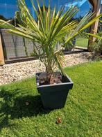 Eigen kweek trachycarpus fortunei palmboom winterhard, Ophalen of Verzenden, Zomer, Overige soorten, Halfschaduw