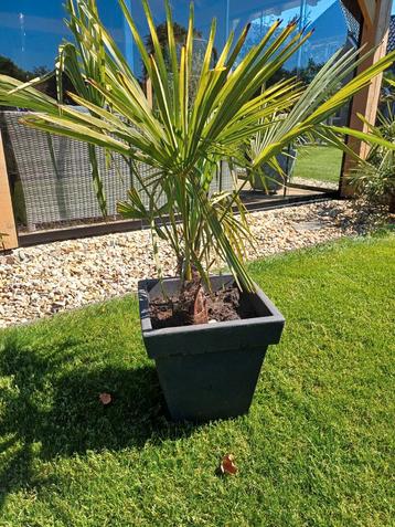 Eigen kweek trachycarpus fortunei palmboom winterhard beschikbaar voor biedingen