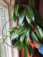 Hoya pubicalyx stekken, Ophalen of Verzenden, Overige soorten, Minder dan 100 cm