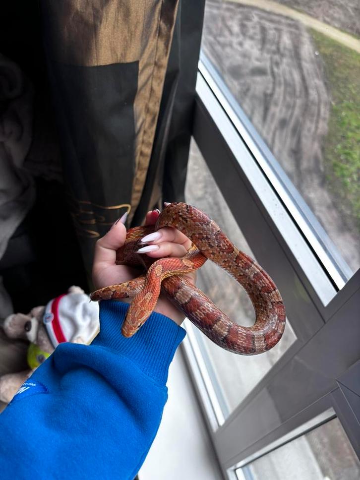 2 rattenslangen mannetje en vrouwtje