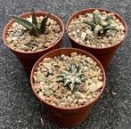 Cactus, Ariocarpus trio, Huis en Inrichting, Kamerplanten, Ophalen of Verzenden, Cactus, Volle zon, Minder dan 100 cm