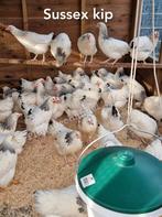 Jonge legkippen leghennen sussex bleu de lande red island, Dieren en Toebehoren, Pluimvee, Vrouwelijk, Kip