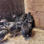 Orpington kriel, Dieren en Toebehoren, Pluimvee, Vrouwelijk, Kip