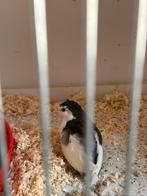 Broedeieren chinese dwergkwartel bont, Meerdere dieren, Overige soorten