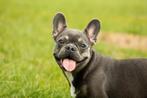 GEZOCHT: Franse Bulldog Puppy., Dieren en Toebehoren, Ophalen of Verzenden