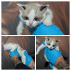 Ragdoll, Dieren en Toebehoren, Katten en Kittens | Raskatten | Korthaar, Meerdere dieren, Gechipt, 0 tot 2 jaar