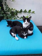 Tk lieve zwart witte kittens, Meerdere dieren, Kortharig, 0 tot 2 jaar