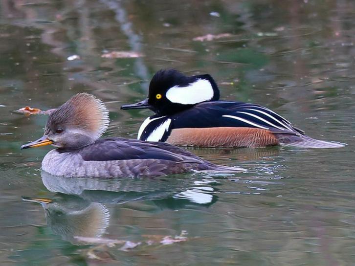Siereenden, Dieren en Toebehoren, Pluimvee