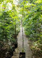 Halesia Monticola var. vestita sneeuwklokjesboom, Ophalen, Volle zon, Overige soorten