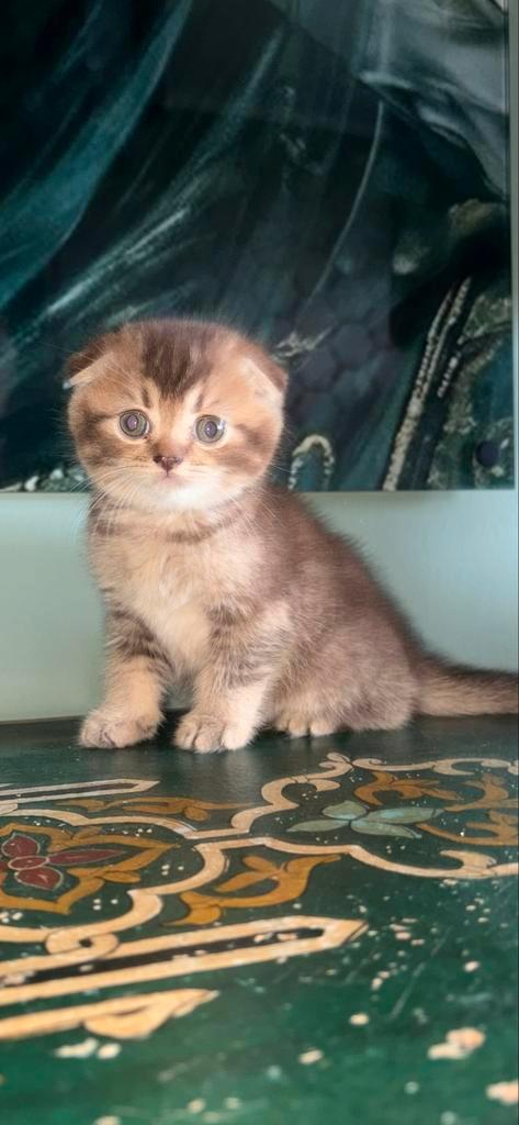 scottish fold short hair kitten, Dieren en Toebehoren, Katten en Kittens | Raskatten | Korthaar, Kater, Ontwormd