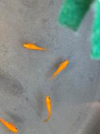 Medaka Yama King Red 20 eitjes 2 euro/stuk, Dieren en Toebehoren, Vissen | Vijvervissen, Goudvis(sen)