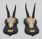 2 x schedel MOUNTAIN REEDBUCK op zwart houten schild (gewei), Verzamelen, Dierenverzamelingen, Ophalen of Verzenden, Gebruikt