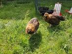 Drents hoen kuikens, Geslacht onbekend, Kip