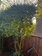 Boom te koop, Bloeit niet, Overige soorten, 100 tot 250 cm, Ophalen