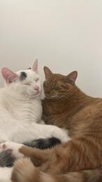 2 ongelukkige katers zoeken nieuw warm huisje, Dieren en Toebehoren, Katten en Kittens | Overige Katten, Kater, Kortharig, 0 tot 2 jaar