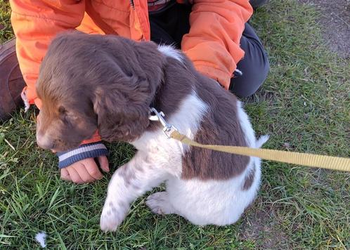 Helemaal Heidewachtel reu pup! Mag vandaag het nest uit., Dieren en Toebehoren, Honden | Setters en Staande honden, Reu, Overige rassen
