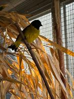 Koppel zwartkopsijzen, Dieren en Toebehoren, Vogels | Overige Vogels, Meerdere dieren, Tropenvogel, Geringd