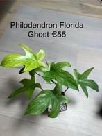 Philodendron Florida Ghost, Huis en Inrichting, Overige soorten, Minder dan 100 cm, Halfschaduw, Groene kamerplant