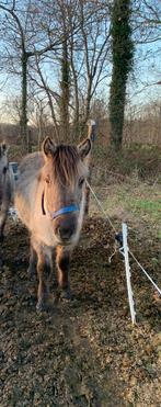 Lieve kinder pony, Dieren en Toebehoren, Pony's, Merrie