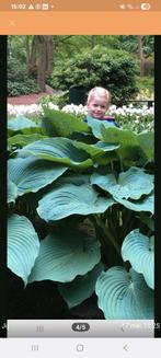 Jurassic Park, gigant onder de Hosta's, Ophalen, Zomer, Overige soorten, Halfschaduw