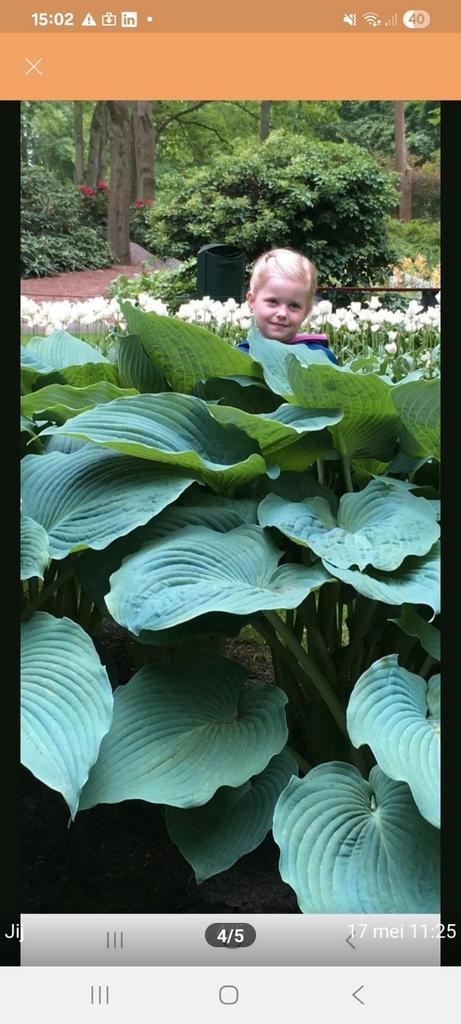 Jurassic Park, gigant onder de Hosta's, Tuin en Terras, Planten | Tuinplanten, Overige soorten, Halfschaduw, Zomer, Ophalen