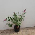 Grote driekleurige vlinderstruik | Buddleja 'Flower Power', Ophalen of Verzenden, Zomer, Overige soorten, Volle zon