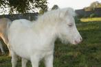 Mini hengst jaarling. Vol papier NMPRS & AMHA., Dieren en Toebehoren, Pony's, Gechipt, 0 tot 2 jaar, Hengst, A pony (tot 1.17m)