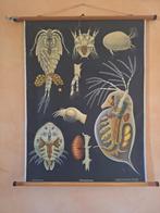 Vintage schoolplaat Entomostraca schaaldieren, Ophalen of Verzenden, Natuur en Biologie