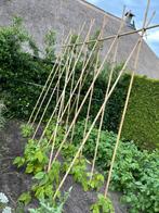 Plantensteun bonenstok bamboe tonkin groentetuin tomaten, Ophalen of Verzenden, Nieuw