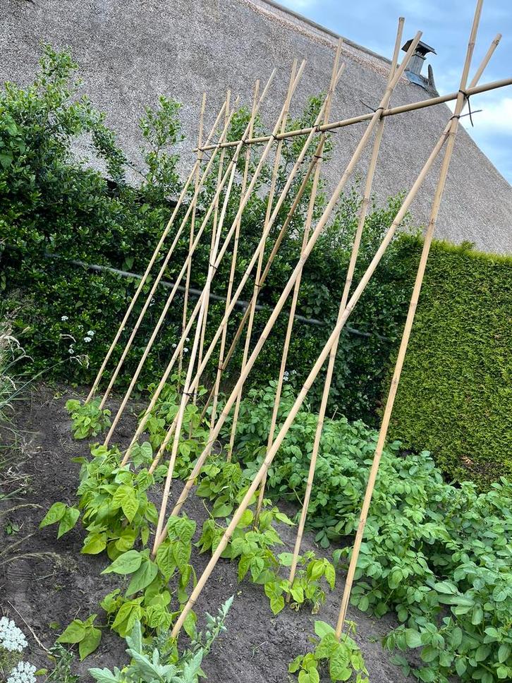 Plantensteun bonenstok bamboe tonkin groentetuin tomaten, Tuin en Terras, Kweekspullen, Nieuw, Ophalen of Verzenden