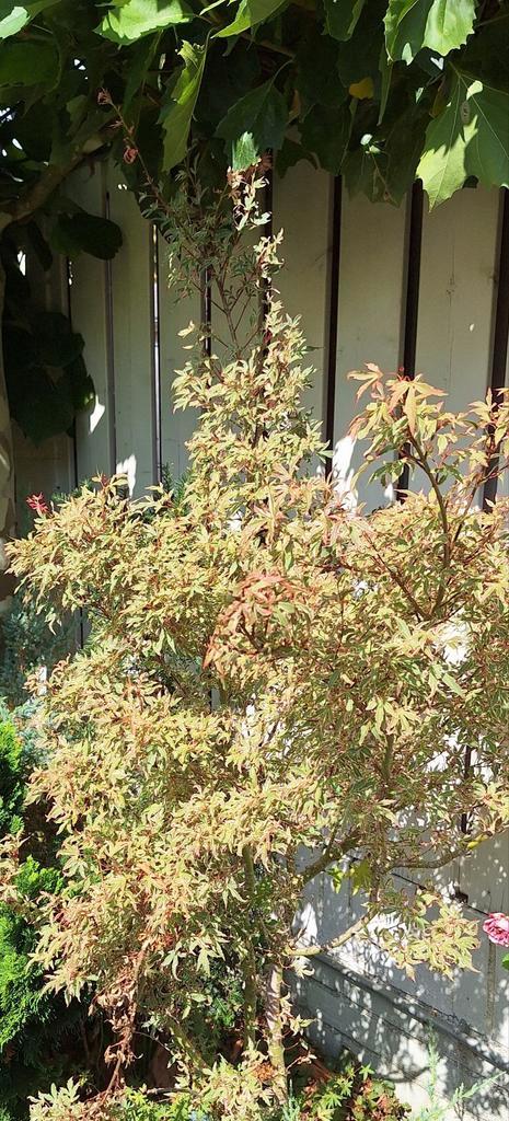 Japanse Esdoorn, Tuin en Terras, Planten | Bomen, Overige soorten, Halfschaduw, Bloeit niet, Ophalen