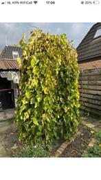 Mooie Moerbei Treurboom (2,5m), Tuin en Terras, Planten | Bomen, Volle zon, Treurboom, Ophalen of Verzenden, 250 tot 400 cm