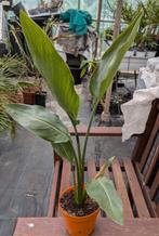 strelitzia reginae, Tuin en Terras, Planten | Tuinplanten, Ophalen of Verzenden, Zomer, Volle zon