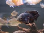 Gezocht, jonge oscars, Dieren en Toebehoren, Vissen | Aquariumvissen, Vis