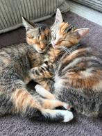 3 kittens (poesjes) zoeken een lief baasje., Dieren en Toebehoren, Katten en Kittens | Raskatten | Langhaar, Meerdere dieren, Ontwormd