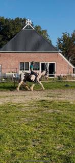Bijrijder aangeboden/bijrijdpony gezocht rond peizermade, Dieren en Toebehoren, Paarden en Pony's | Verzorgingsproducten, Ophalen of Verzenden