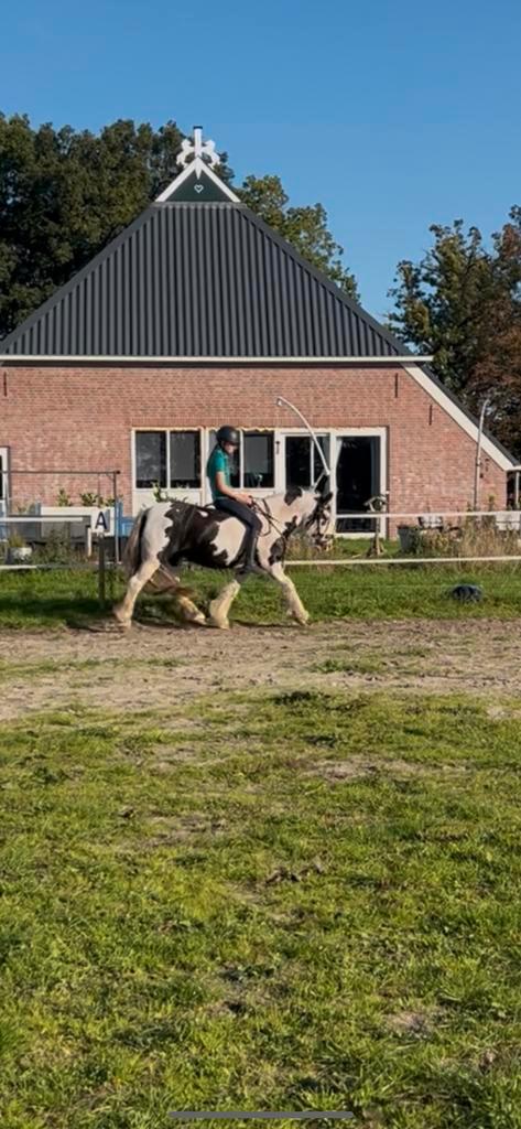 Bijrijder aangeboden/bijrijdpony gezocht rond peizermade, Dieren en Toebehoren, Paarden en Pony's | Verzorgingsproducten, Zo goed als nieuw