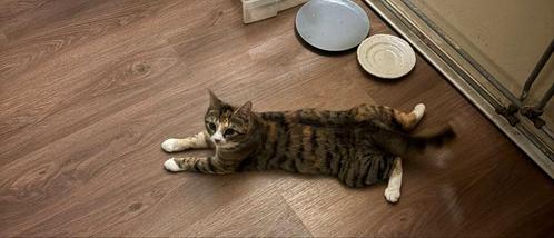 Dior, Dieren en Toebehoren, Katten en Kittens | Overige Katten, Poes