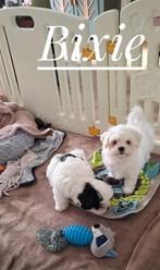 Boomer pups, Overige rassen, CDV (hondenziekte), 8 tot 15 weken, Meerdere