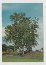 Chaam Boom Berkenboom De Flaasbloem Gelopen 1966 Natuur, Verzenden, 1960 tot 1980, Gelopen, Noord-Brabant