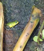 Pumilio popa, Dieren en Toebehoren, Reptielen en Amfibieën, Amfibie, 0 tot 2 jaar