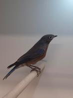 1-1 Sialia mexicana, Dieren en Toebehoren, Vogels | Overige Vogels, Meerdere dieren, Tropenvogel, Geringd