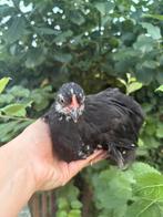 Cochin kriel kippen (hen), Dieren en Toebehoren, Pluimvee, Vrouwelijk, Kip