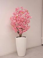 Roze bloesemboom incl pot, Ophalen, Nieuw