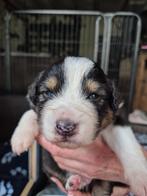 Australian Shepherd pups, Dieren en Toebehoren, Honden | Herdershonden en Veedrijvers, Sheepdog, CDV (hondenziekte), 8 tot 15 weken