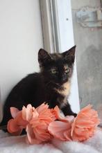 Schattige kitten 🐈‍⬛ mag naar een ander huisje, Dieren en Toebehoren, Katten en Kittens | Overige Katten, Poes, Kortharig, 0 tot 2 jaar