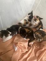 Kittens, Dieren en Toebehoren, Katten en Kittens | Overige Katten, Meerdere dieren, Kortharig, 0 tot 2 jaar