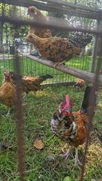 Java kriel porselein haantjes te koop, Dieren en Toebehoren, Pluimvee, Mannelijk, Kip