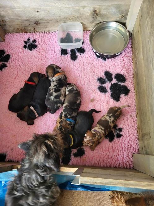 Te koop van hobby fokker, Dieren en Toebehoren, Honden | Teckels en Dashonden, Meerdere dieren, Ruwhaar, Dwerg, Fokker | Hobbymatig